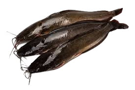 Lele Segar